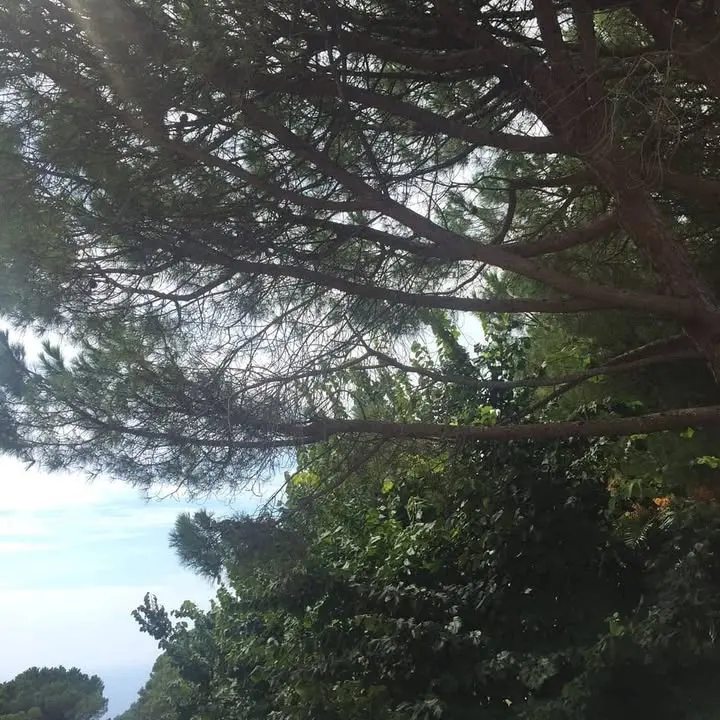 #angeliaravello #ravello #travel #natura #ig_nature #ig_world #ig_italy #europe #ig_amalficoast #bes