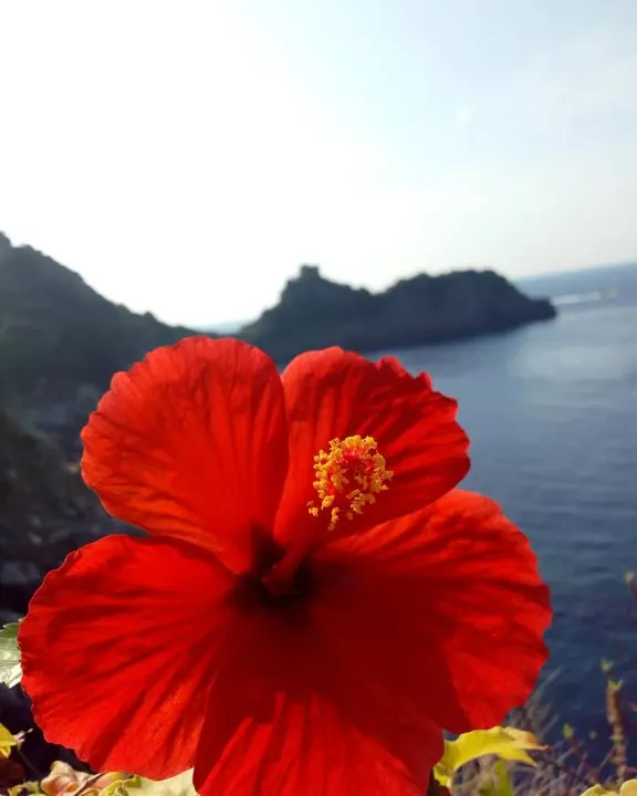 #angeliaravello #natura #coloriimportanti #ig_natura #flowers #beautifuldestinations #beautifulcolor