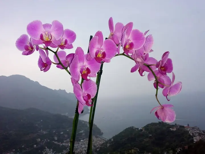 #angeliaravello #fotodelgiorno #coloriimportanti #fucsia #lusso #panorama #ravello #amazingview #ama
